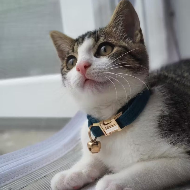 Personalized cat collar with name featuring a blue design and a gold bell for stylish pet safety